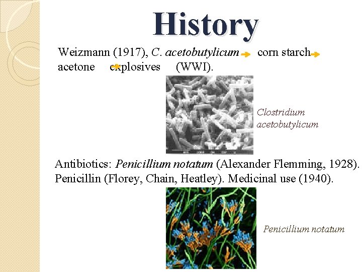 History Weizmann (1917), C. acetobutylicum acetone explosives (WWI). corn starch Clostridium acetobutylicum Antibiotics: Penicillium