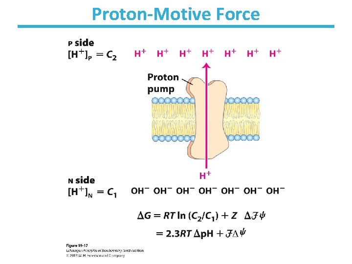Proton-Motive Force 