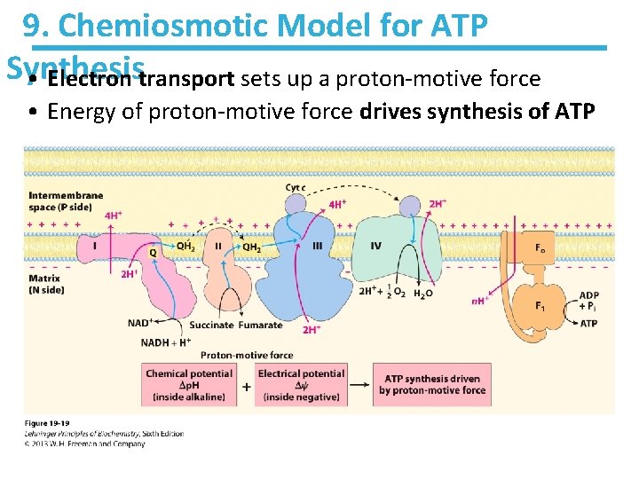 9. Chemiosmotic Model for ATP Synthesis • Electron transport sets up a proton-motive force