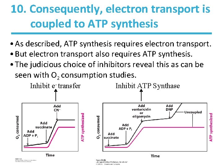 10. Consequently, electron transport is coupled to ATP synthesis • As described, ATP synthesis