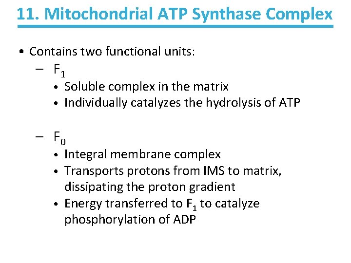 11. Mitochondrial ATP Synthase Complex • Contains two functional units: – F 1 •