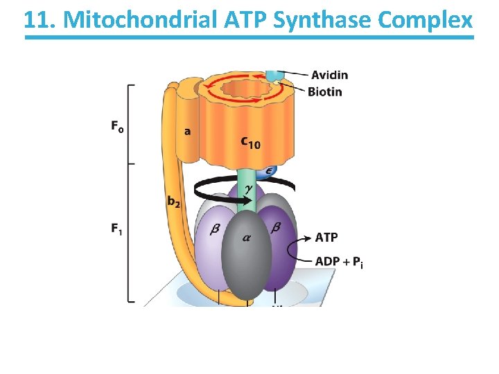 11. Mitochondrial ATP Synthase Complex 