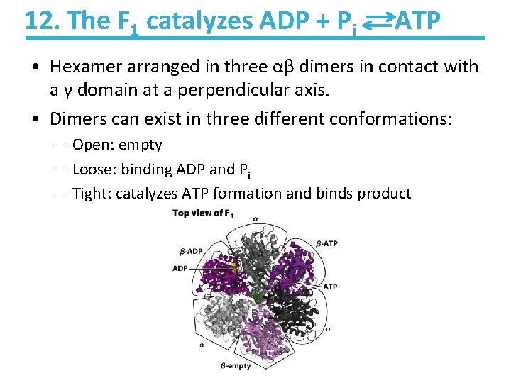 12. The F 1 catalyzes ADP + Pi ATP • Hexamer arranged in three