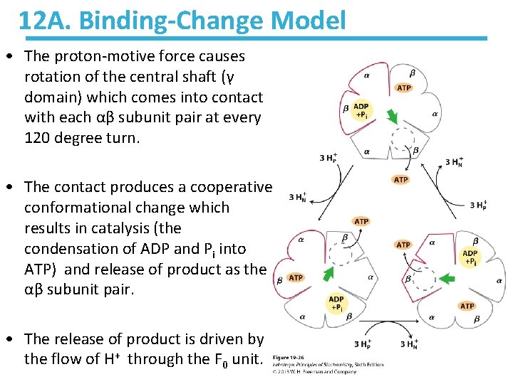 12 A. Binding-Change Model • The proton-motive force causes rotation of the central shaft
