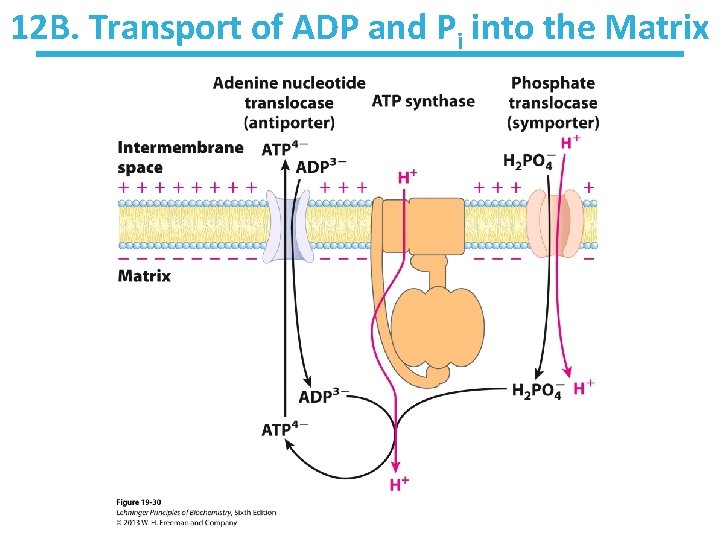 12 B. Transport of ADP and Pi into the Matrix 