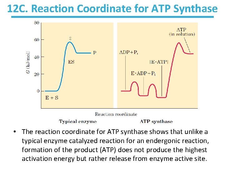 12 C. Reaction Coordinate for ATP Synthase • The reaction coordinate for ATP synthase