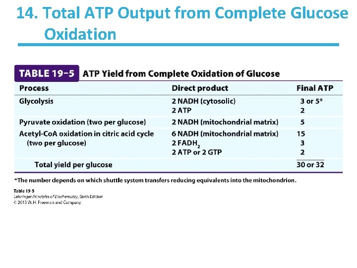 14. Total ATP Output from Complete Glucose Oxidation 