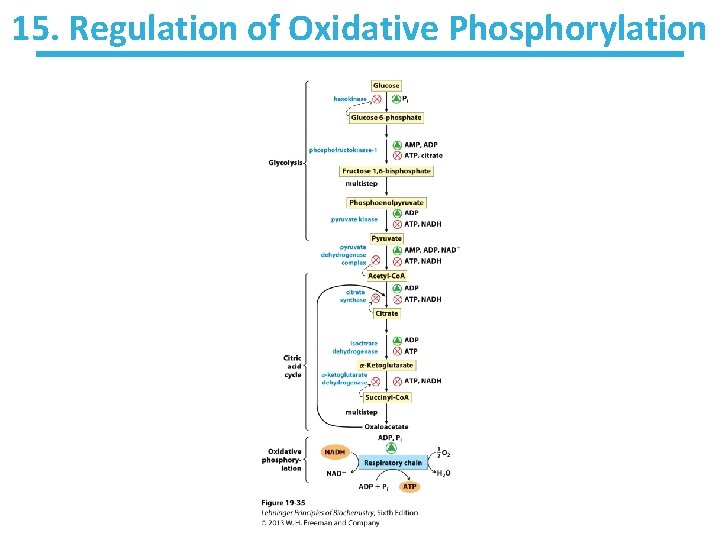 15. Regulation of Oxidative Phosphorylation 
