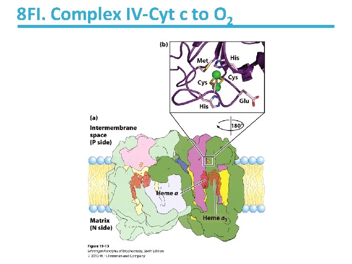8 FI. Complex IV-Cyt c to O 2 