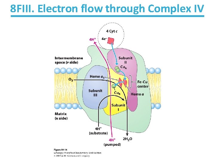 8 FIII. Electron flow through Complex IV 