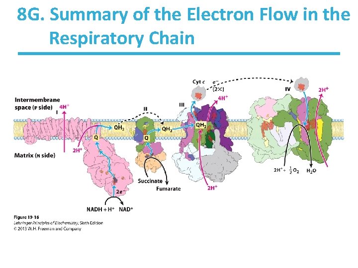 8 G. Summary of the Electron Flow in the Respiratory Chain 