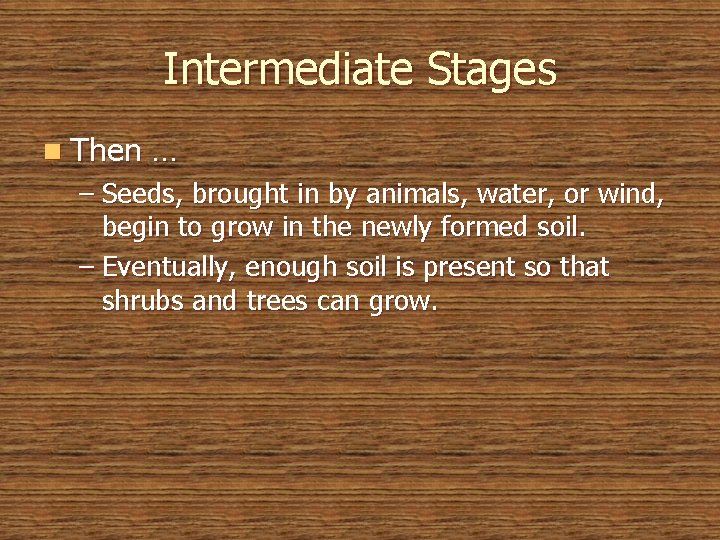 Intermediate Stages n Then … – Seeds, brought in by animals, water, or wind,