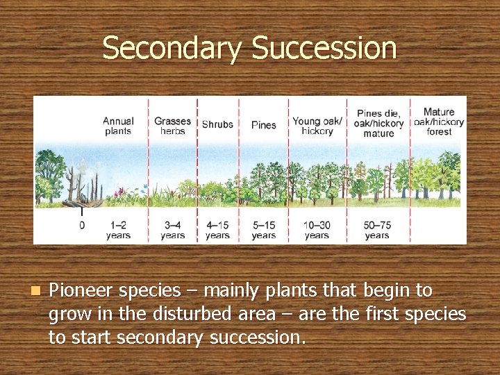 Secondary Succession n Pioneer species – mainly plants that begin to grow in the