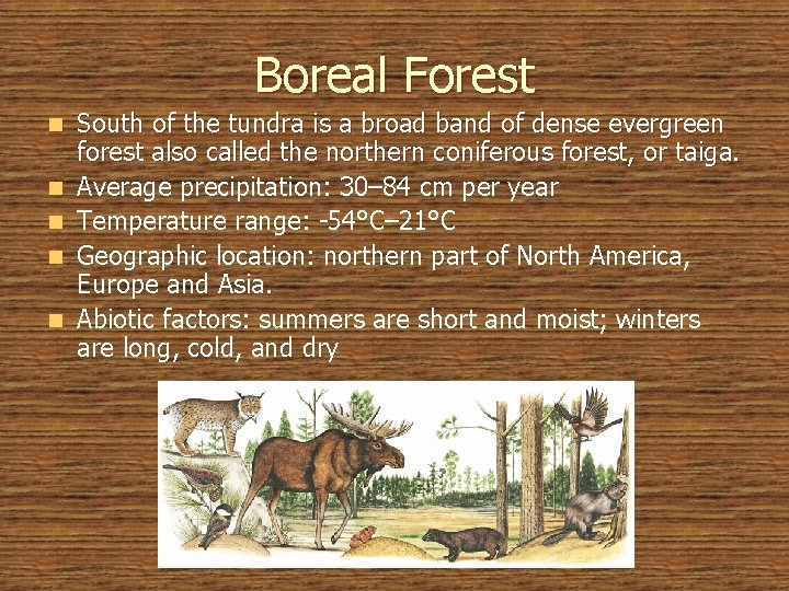 Boreal Forest n n n South of the tundra is a broad band of