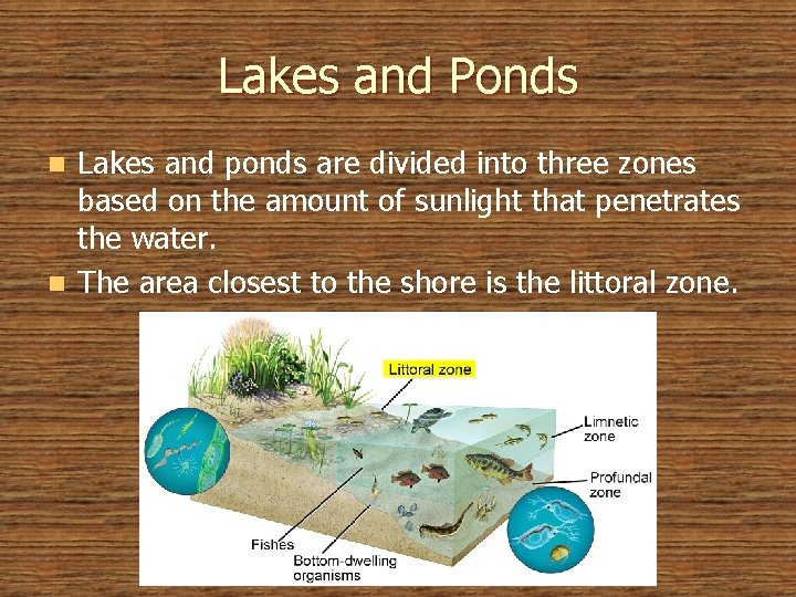 Lakes and Ponds Lakes and ponds are divided into three zones based on the