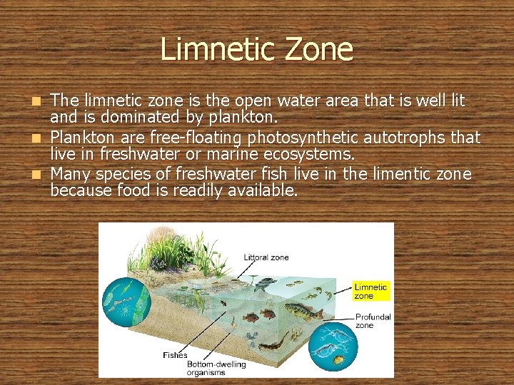 Limnetic Zone The limnetic zone is the open water area that is well lit