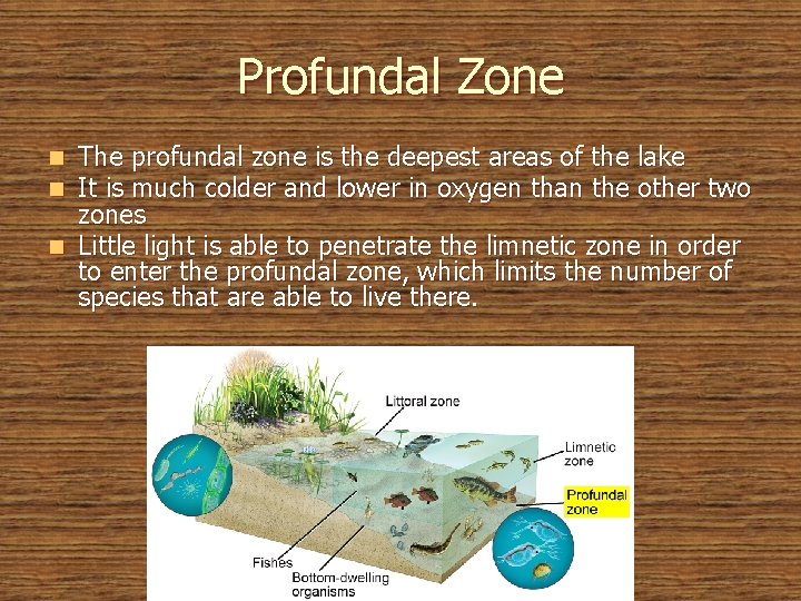 Profundal Zone The profundal zone is the deepest areas of the lake It is