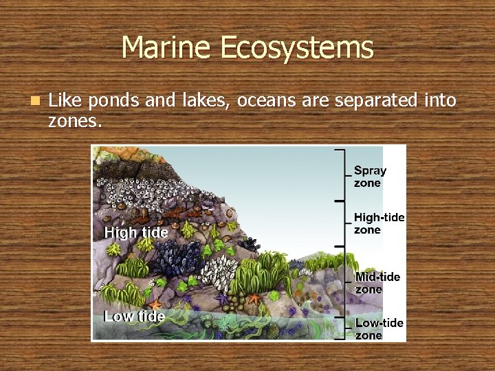 Marine Ecosystems n Like ponds and lakes, oceans are separated into zones. 