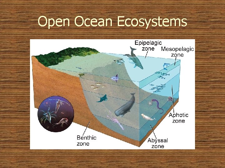 Open Ocean Ecosystems 
