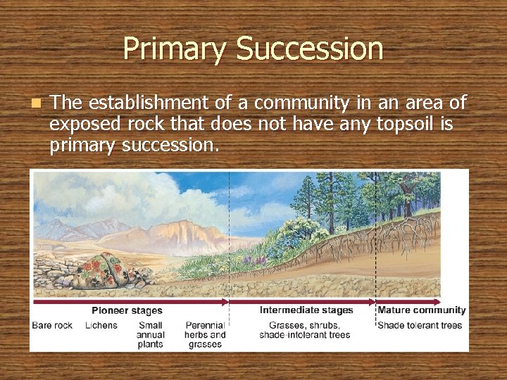 Primary Succession n The establishment of a community in an area of exposed rock