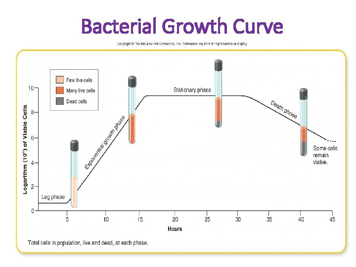 Bacterial Growth Curve 