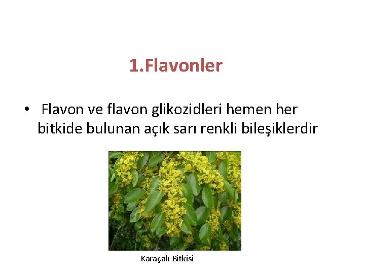 1. Flavonler • Flavon ve flavon glikozidleri hemen her bitkide bulunan açık sarı renkli