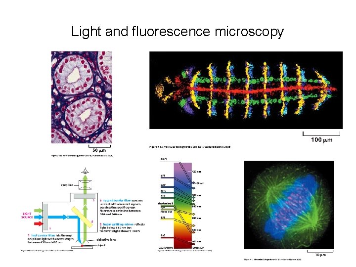 Light and fluorescence microscopy 
