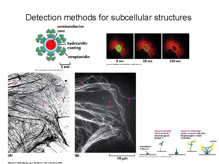 Detection methods for subcellular structures 