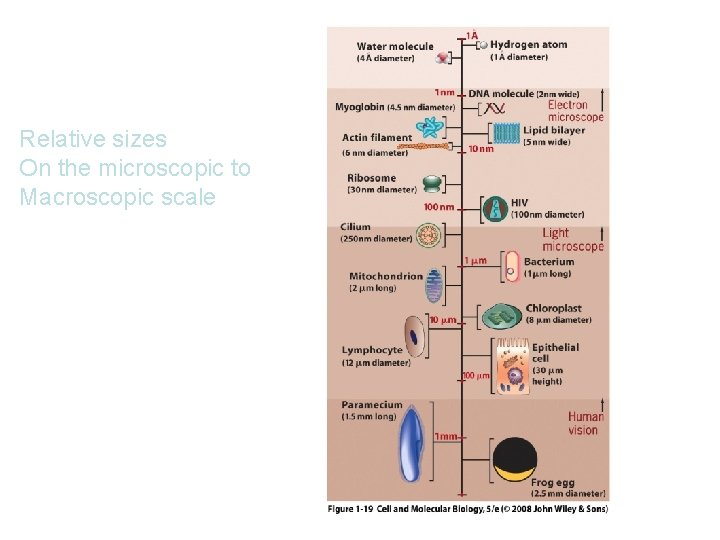 Relative sizes On the microscopic to Macroscopic scale 