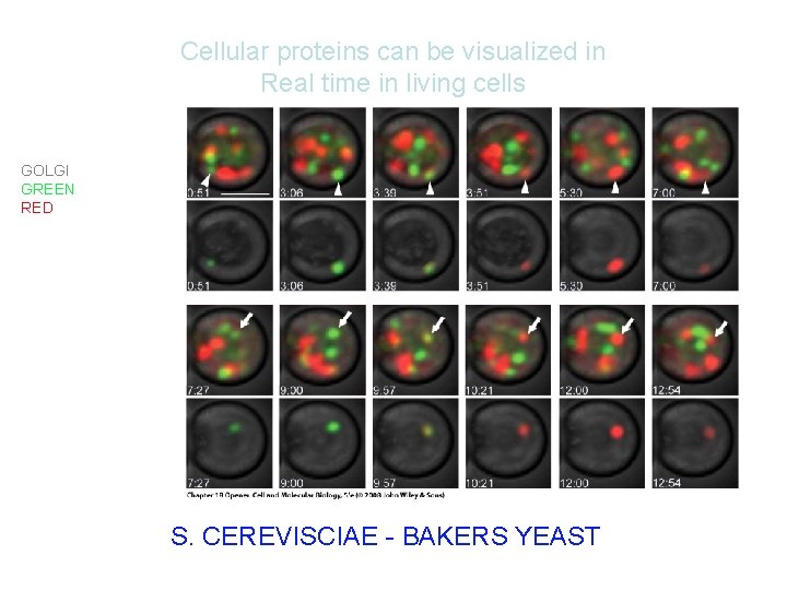Cellular proteins can be visualized in Real time in living cells GOLGI GREEN AND