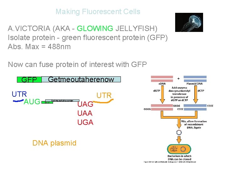 Making Fluorescent Cells A. VICTORIA (AKA - GLOWING JELLYFISH) Isolate protein - green fluorescent