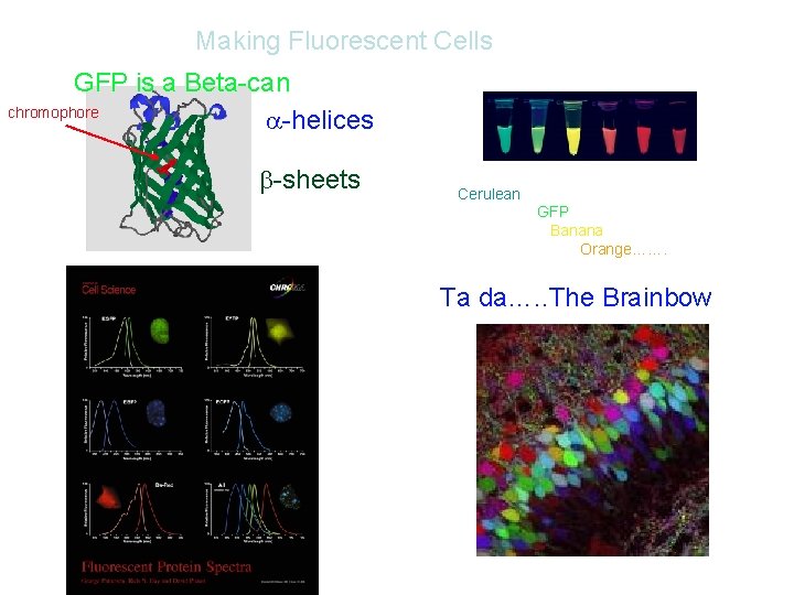 Making Fluorescent Cells GFP is a Beta-can chromophore -helices -sheets Cerulean GFP Banana Orange…….