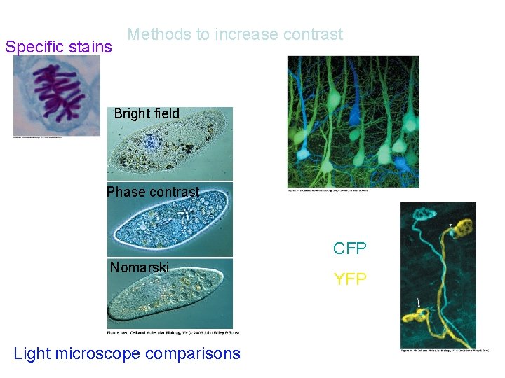 Specific stains Methods to increase contrast Bright field Phase contrast CFP Nomarski Light microscope