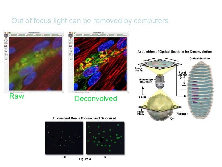 Out of focus light can be removed by computers Raw Deconvolved 