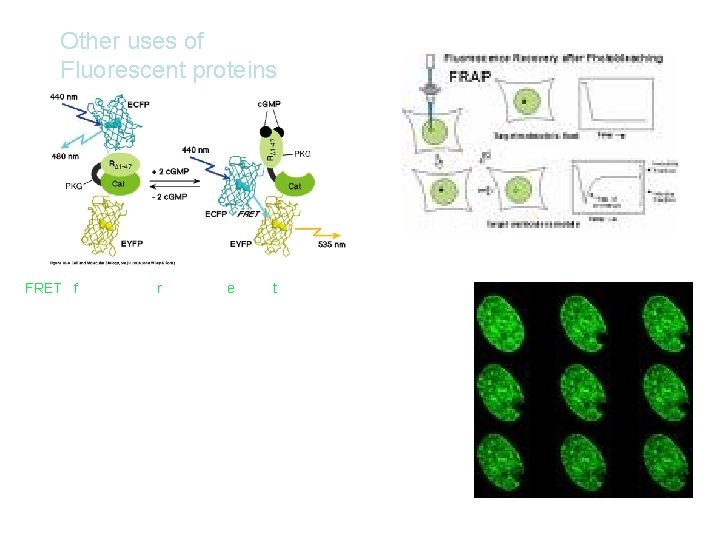 Other uses of Fluorescent proteins FRET - fluorescence resonance energy transfer -can detect changes