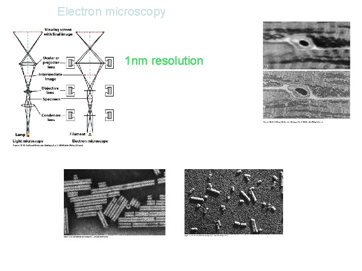 Electron microscopy Light microscope 1 nm resolution Electron microscope Negative stain Shadow casting 