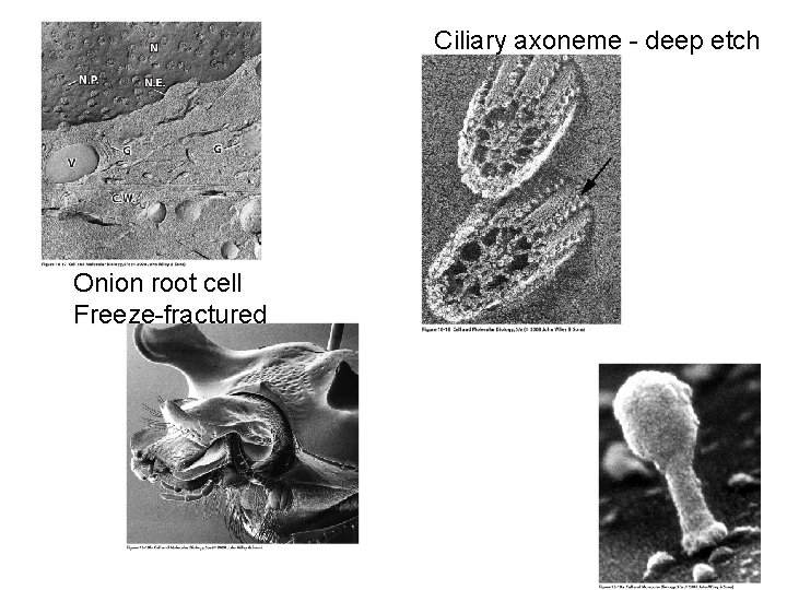 Ciliary axoneme - deep etch Onion root cell Freeze-fractured Insect head - SEM -