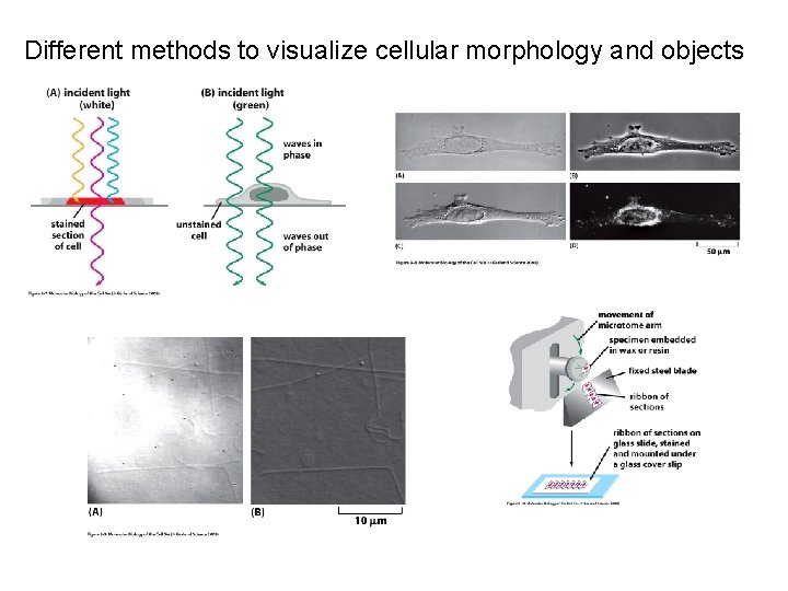 Different methods to visualize cellular morphology and objects 