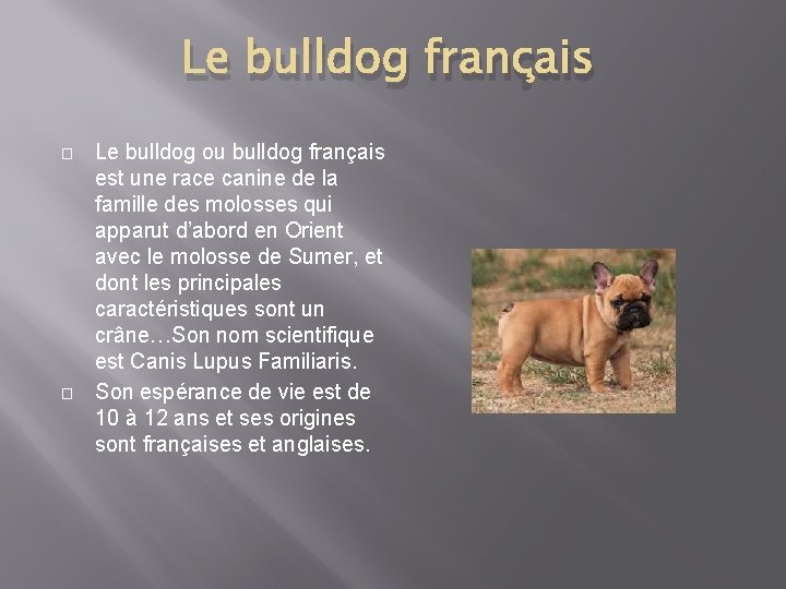 Le bulldog français � � Le bulldog ou bulldog français est une race canine