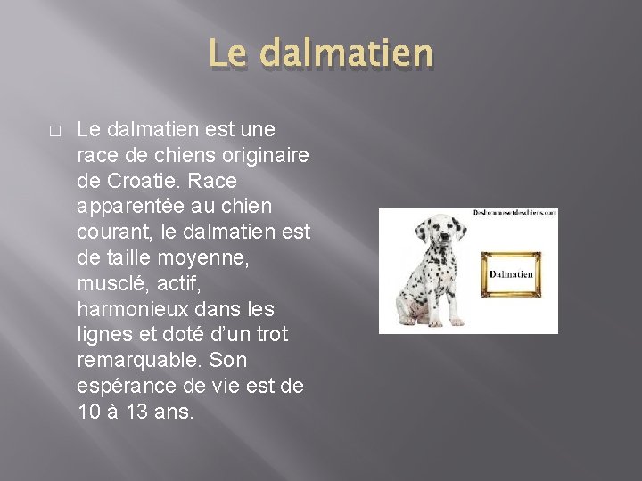 Le dalmatien � Le dalmatien est une race de chiens originaire de Croatie. Race