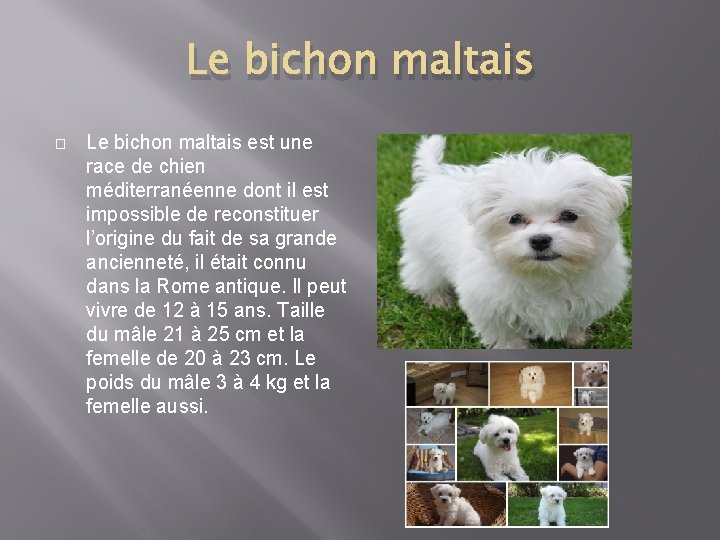 Le bichon maltais � Le bichon maltais est une race de chien méditerranéenne dont