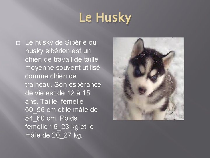 Le Husky � Le husky de Sibérie ou husky sibérien est un chien de