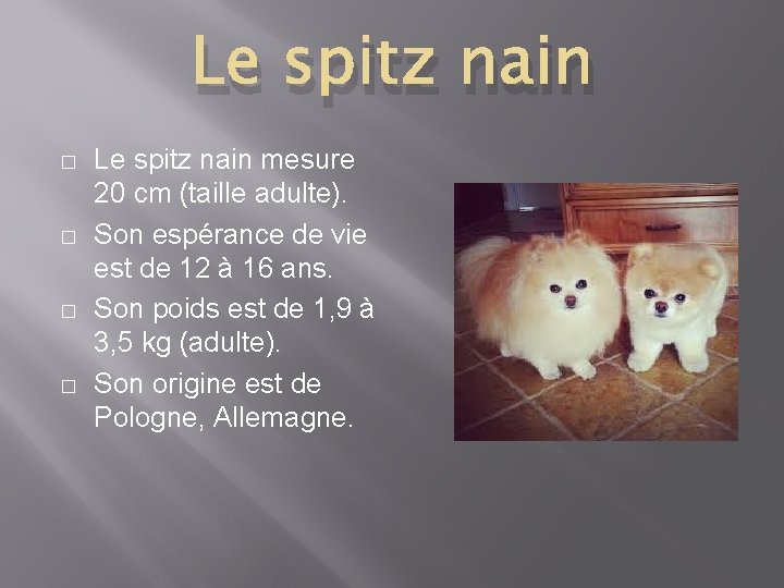 Le spitz nain � � Le spitz nain mesure 20 cm (taille adulte). Son