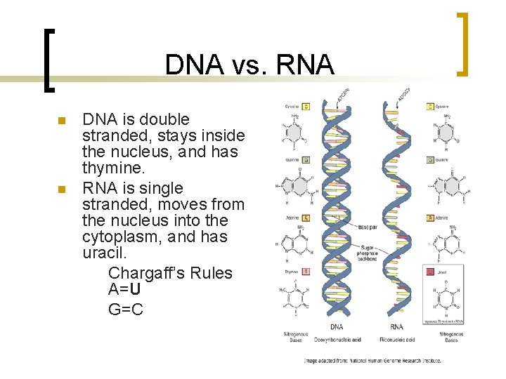 DNA vs. RNA n n DNA is double stranded, stays inside the nucleus, and