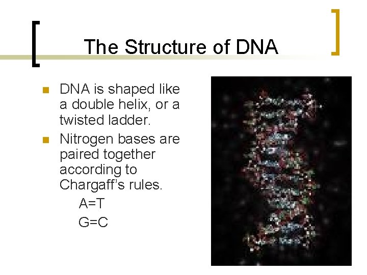 The Structure of DNA n n DNA is shaped like a double helix, or