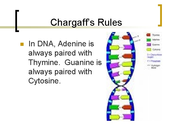 Chargaff’s Rules n In DNA, Adenine is always paired with Thymine. Guanine is always