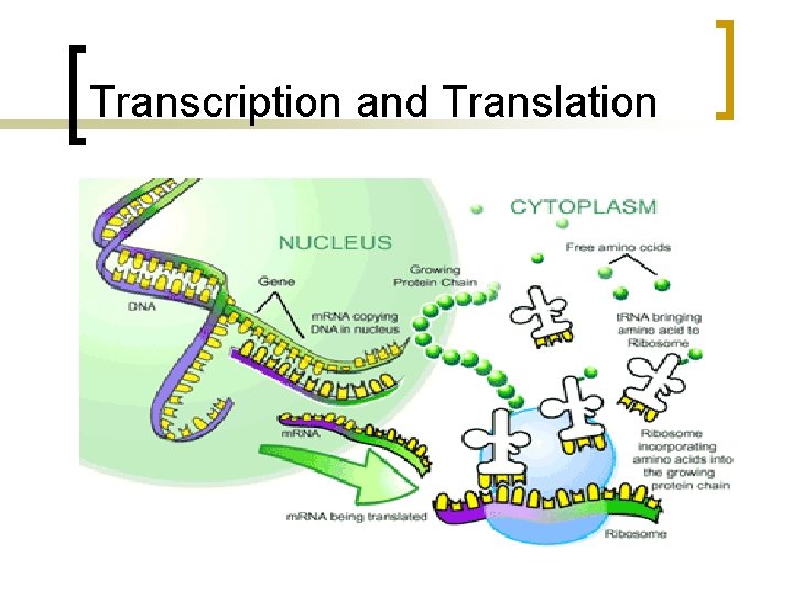 Transcription and Translation 