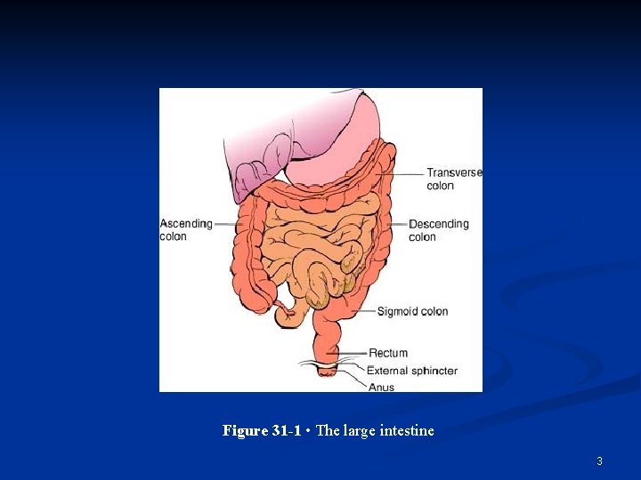 Figure 31 -1 • The large intestine 3 