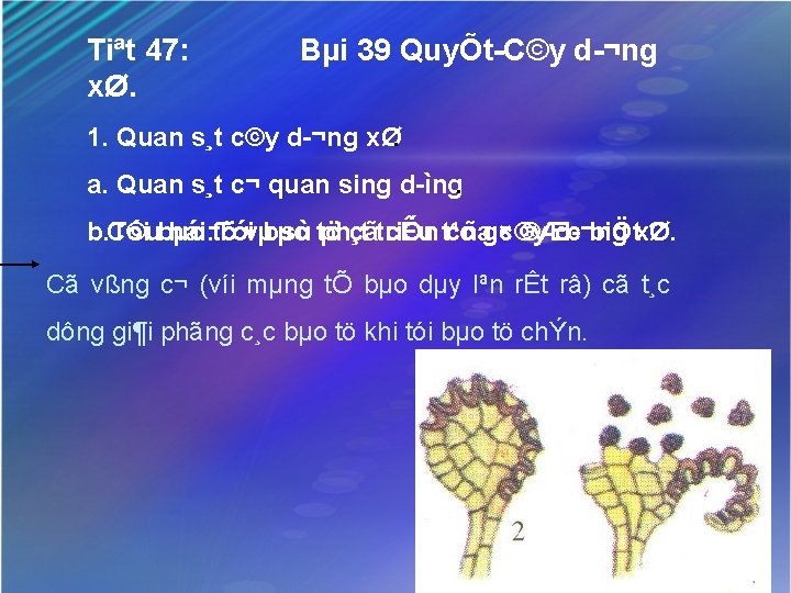 Tiªt 47: xØ. Bµi 39 QuyÕt C©y d ¬ng 1. Quan s¸t c©y d