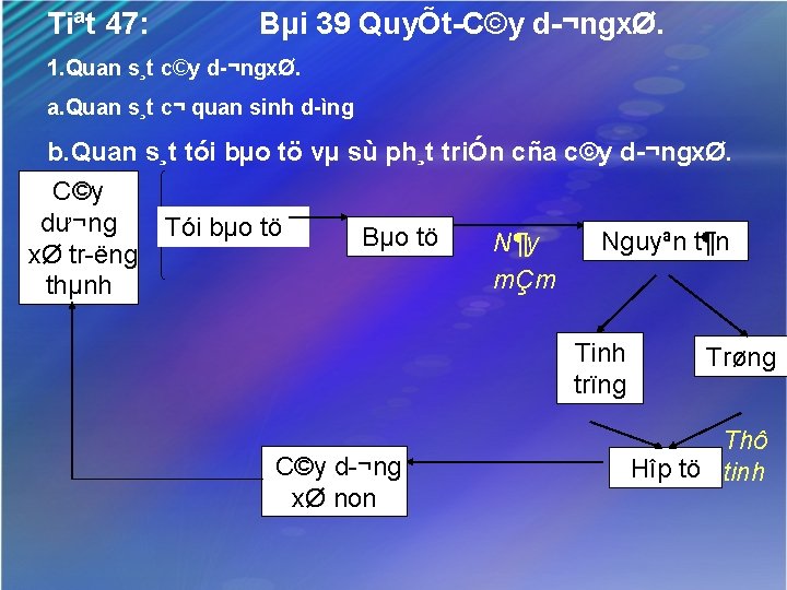 Tiªt 47: Bµi 39 QuyÕt C©y d ¬ngxØ. 1. Quan s¸t c©y d ¬ngxØ.